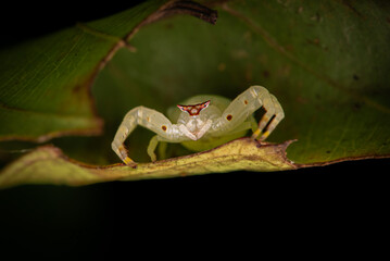Flower crab spider