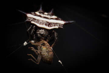 Naklejka premium Spiny Orbweaver