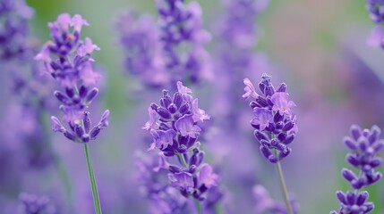 Close-up of Purple Lavender Flowers.