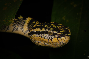 Wagler's Pit Viper (Female)
