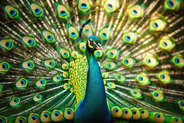Obraz premium A brightly colored male peacock spreads its tail feathers in a vibrant display.