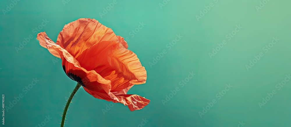 Poster a vibrant poppy flower set against a lush green backdrop with space for text or images. copy space i