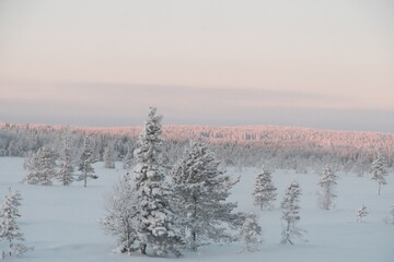 Winter Forest at Sunrise
