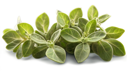 Popular herb oregano on transparent background
