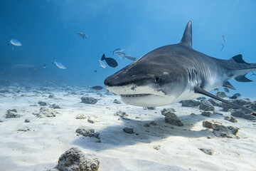 Majestic Tiger Shark Swimming in Deep Blue Ocean