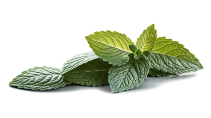 Useful herb mint on transparent background
