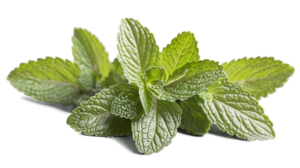 Useful popular herb mint on transparent background
