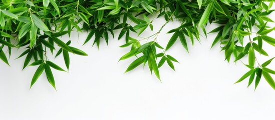 Fototapeta premium Isolated on a white background a vibrant image of fresh green bamboo leaves with copy space