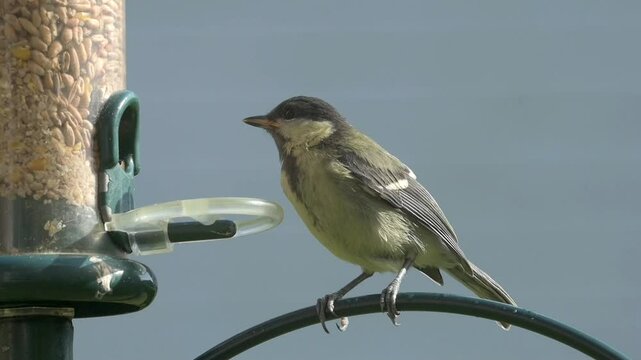 Immature Great Tit (Parus major) sitting by a bired feeder, hoping to be fed, before being scared off by a sparrow. June, Kent, UK. [Half speed]