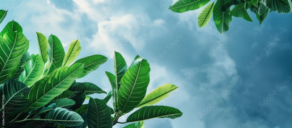 Poster mango tree leaves set against a cloudy sky backdrop with copy space image