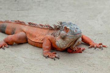 Close up of a large, male, red iguana, sunbathing on the ground at a reptile farm in El Salvador. Exotic pet tropical lizard from Central America, looking at the camera.