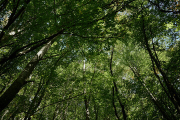 Tranquil Forest Canopy A Peaceful Escape into the Green Serenity of Nature's Beauty and Art