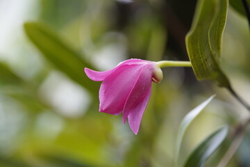 Diplocaulobium regale, Orchids of New Guinea.  Hanover Berggarten, Germany.