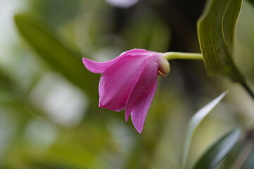 Diplocaulobium regale, Orchids of New Guinea.  Hanover Berggarten, Germany.