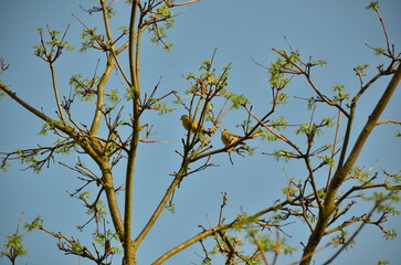 branches against blue sky