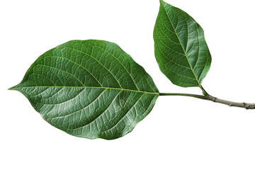 Obraz premium Close-Up of a Green Leaf Branch Isolated Against a White Background