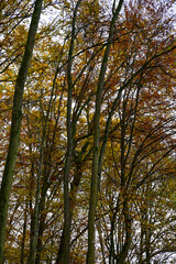 Tolle Herbststimmung mit Herbstlaub an den Bäumen im Herbstwald bei Bad Bocklet, Franken, Bayern, Deutschland