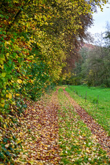 Tolle Herbststimmung mit Herbstlaub an den Bäumen im Herbstwald bei Bad Bocklet, Franken, Bayern, Deutschland
