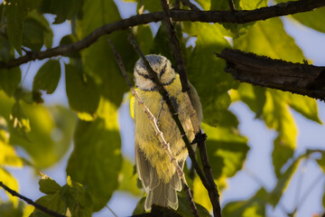 Eurasian Blue Tit perched on a branch in the light of a summer morning