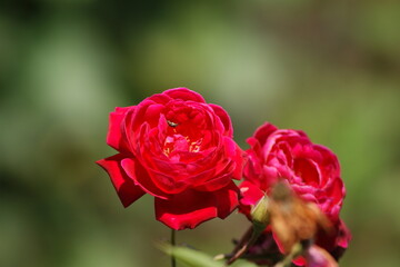 two red rose in garden green background