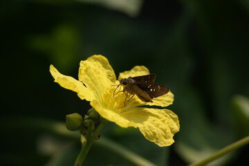 Skipper (butterfly) on  Vietnamese luffa flower.