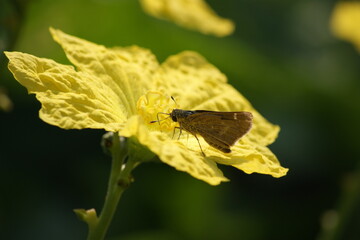 Skipper butterfly on the sponge gourd, Egyptian cucumber or Vietnamese luffa flower.