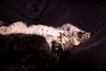 Katzenbaby liegt auf dem Rücken