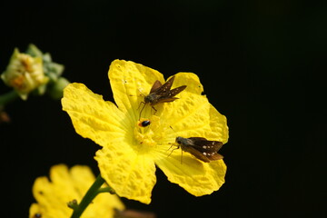 two Skipper butterfly and beetle on the sponge gourd, Egyptian cucumber or Vietnamese luffa flower...