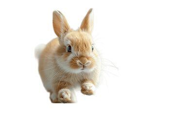 A Curious Brown Bunny Hopping Towards The Camera