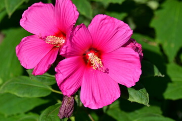 Pink Hibiscus Flower Blooms