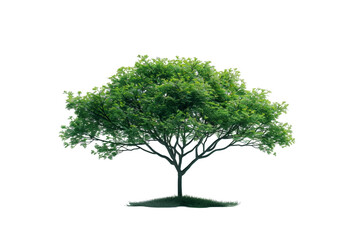 A Green Tree Isolated on a White Background