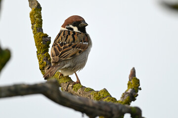 Feldsperling // Eurasian tree sparrow (Passer montanus)