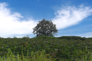 Big green tree in the middle of a cassava field.