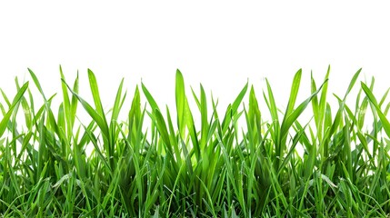 Fototapeta premium green grass isolated on white