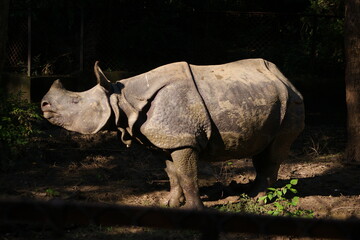 Obraz premium greater one-horned rhinoceros, great Indian rhinoceros, or Indian rhino standing dark background in daylight