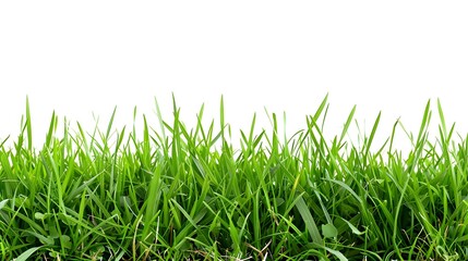 Fototapeta premium green grass isolated on white