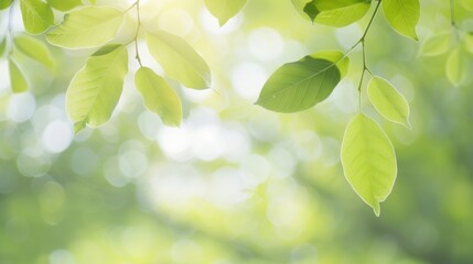 Serene Morning Scene with Dew Drops and Tree Branch