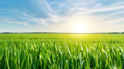 Obraz premium Serene Scene of Tall Grass and Clear Sky