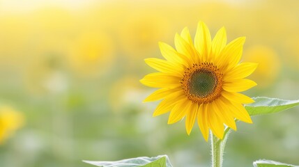 Close-up Vibrant Yellow Sunflower Among Blooming Background