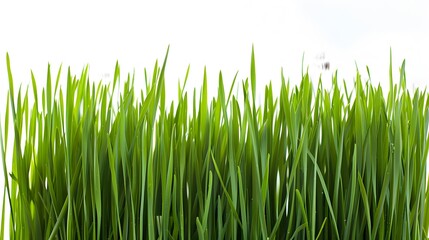 Fototapeta premium green grass isolated on white
