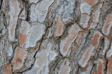 bark texture of Pinus Pinea L