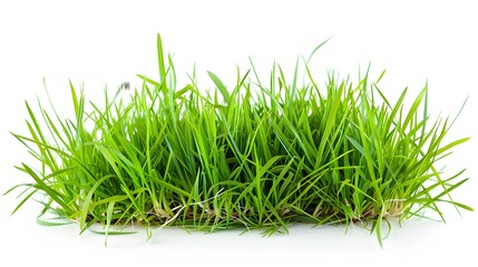 Obraz premium green grass isolated on white