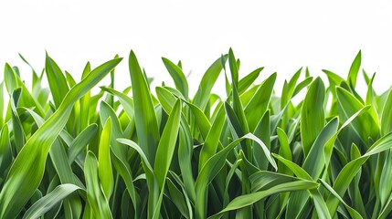 Fototapeta premium green grass isolated on white
