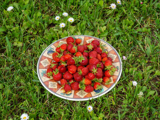 The first strawberries in my own garden. Plate with strawberries on the lawn. Tips for growing strawberries   