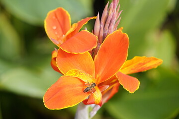 Canna L. ,Liberation, hybrid flower. Cannaceae family. Hanover, Germany.