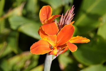 Canna L. ,Liberation, hybrid flower. Cannaceae family. Hanover, Germany.