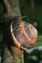 cornu aspersum snail animal macro photo