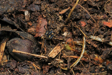 black eupnoi spider macro photo