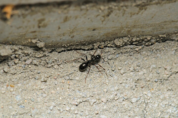 Black carpenter ant macro photo