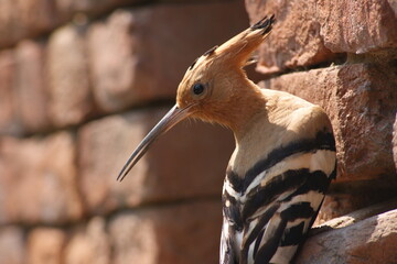 Eurasian hoopoe (Upupa epops) © Mritunjay